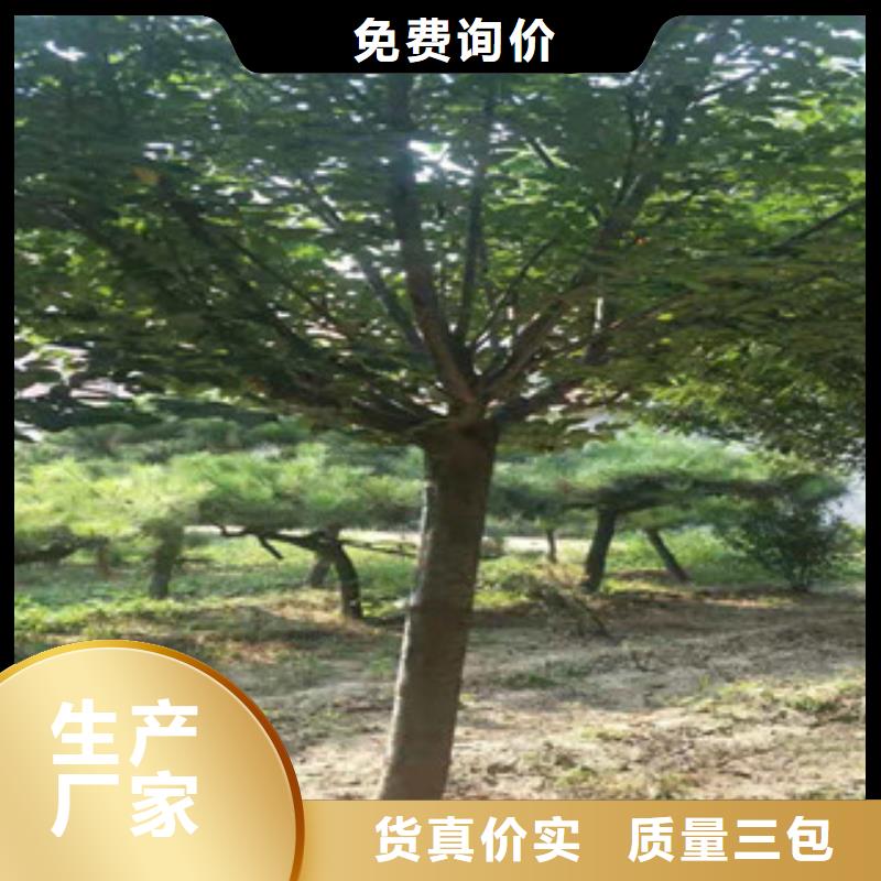 樱花【蓝莓苗】一手货源源头厂家