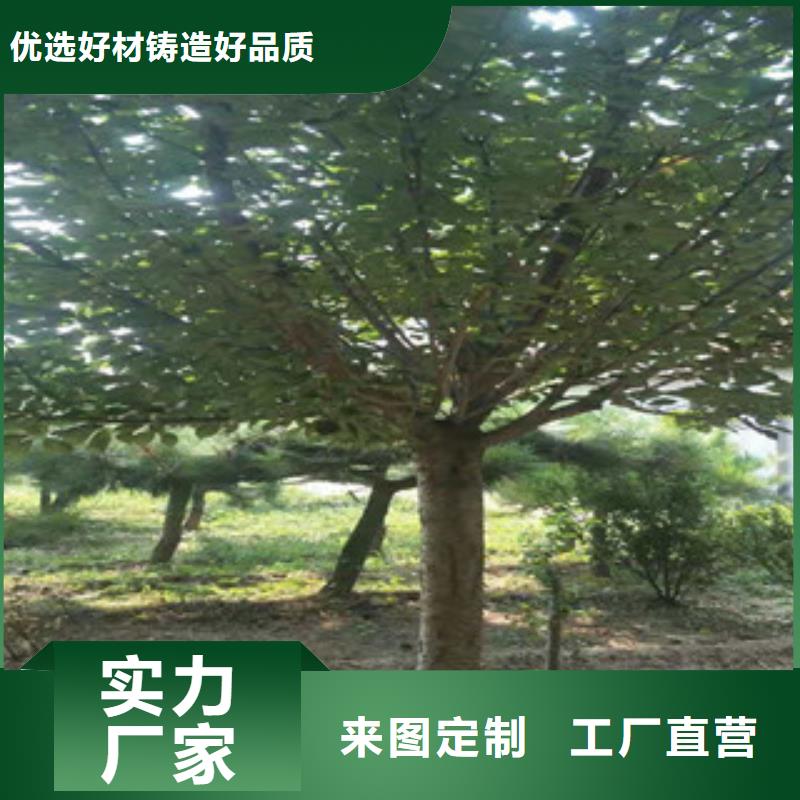 樱花【蓝莓苗】一手货源源头厂家