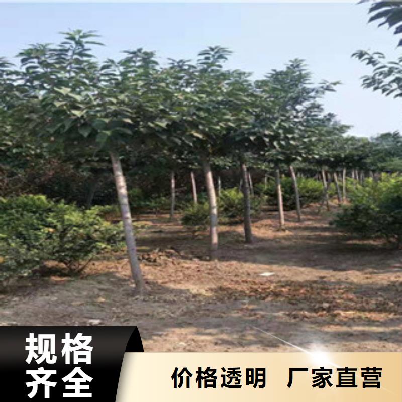 樱花【核桃苗樱花苗长果桑树苗】定制速度快工期短