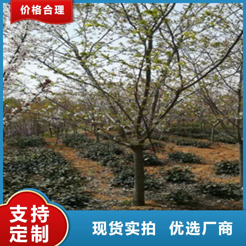 樱花【蓝莓苗】一手货源源头厂家