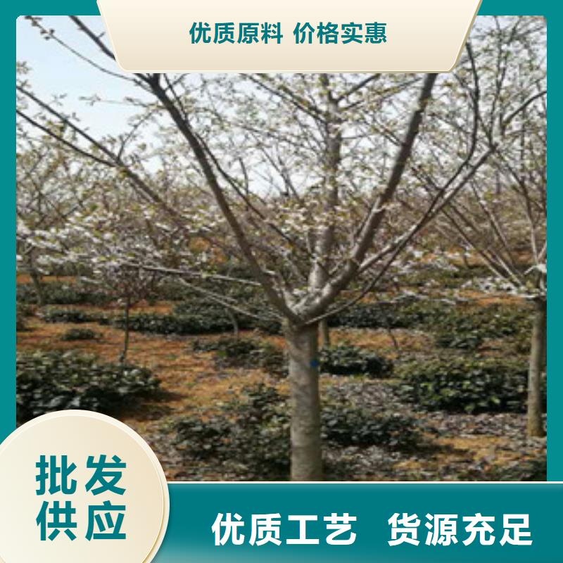 樱花核桃苗樱花苗长果桑树苗畅销本地