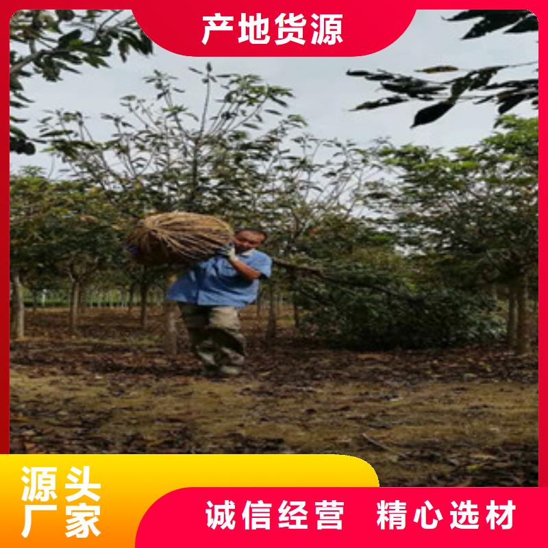 【樱花】占地果树放心得选择