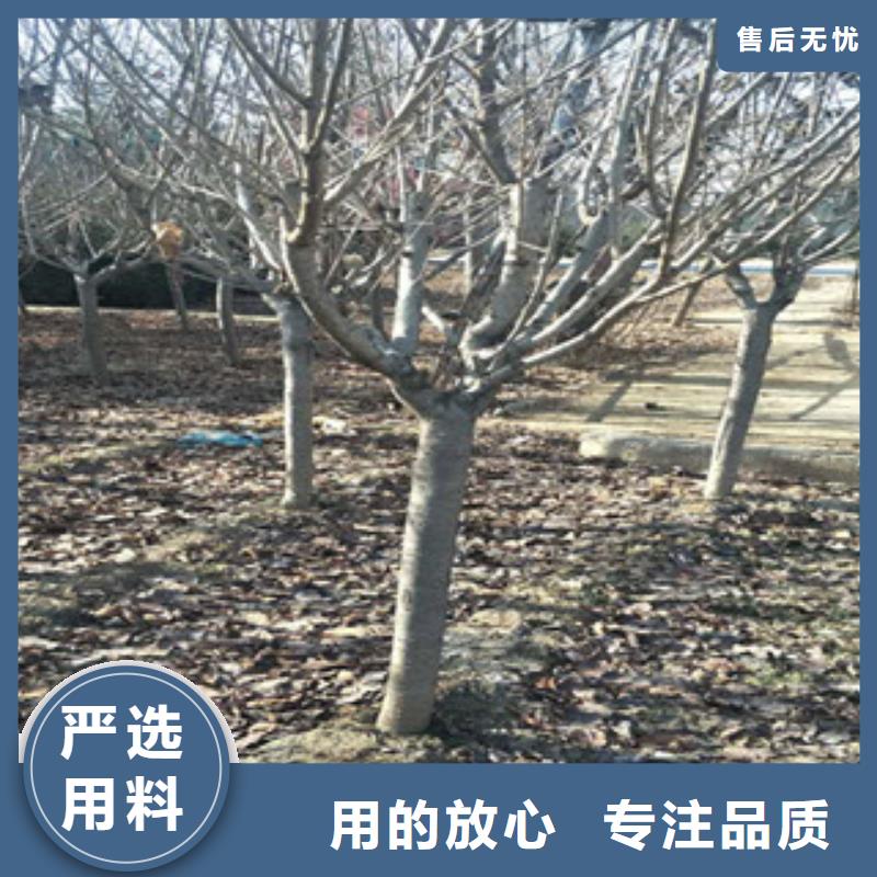 樱花【蓝莓苗】材质实在