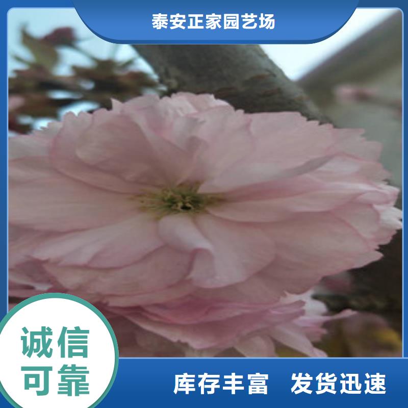 樱花蓝莓苗品牌专营