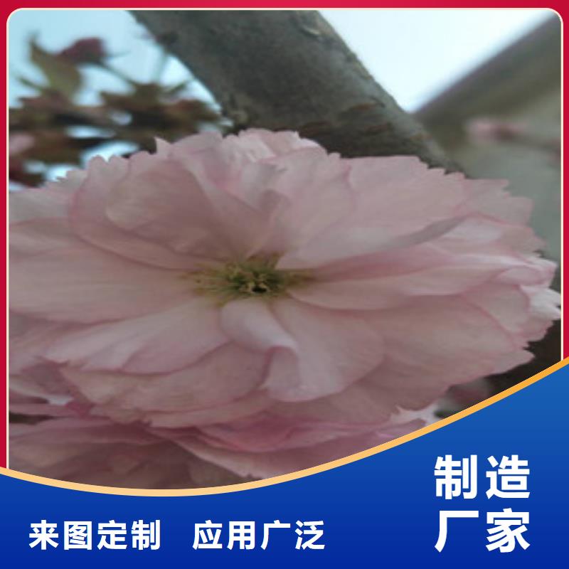 樱花,蓝莓苗源头厂家供应