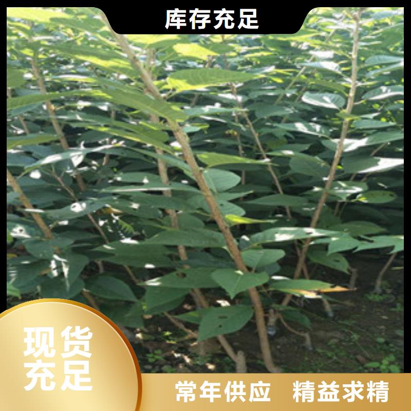 樱花【蓝莓苗】一手货源源头厂家