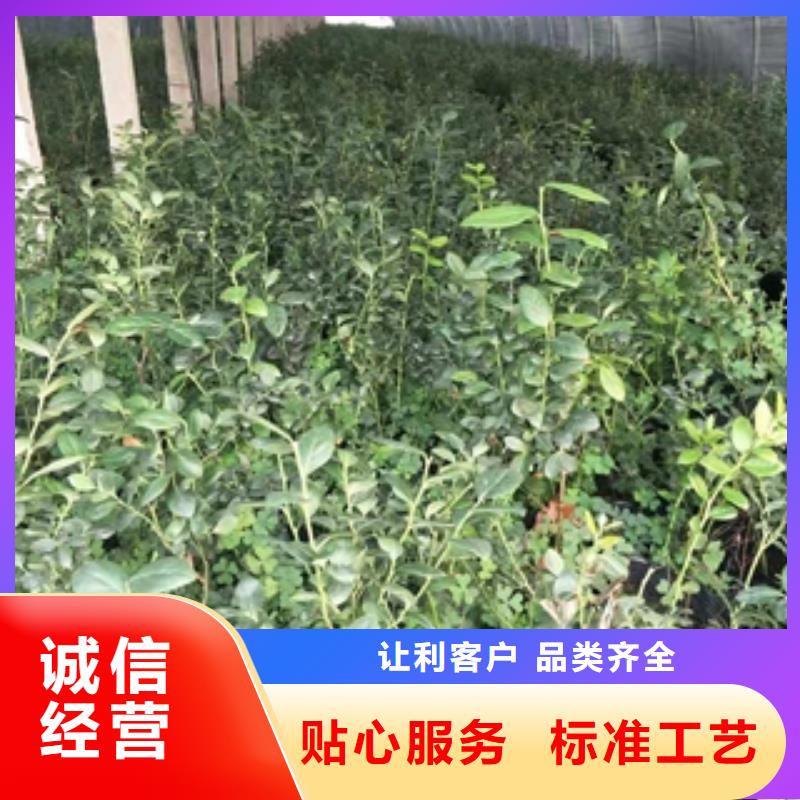 蓝莓苗绿化树绿化工程省心又省钱