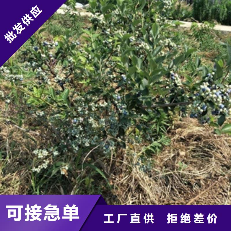 蓝莓苗碧桃适用范围广