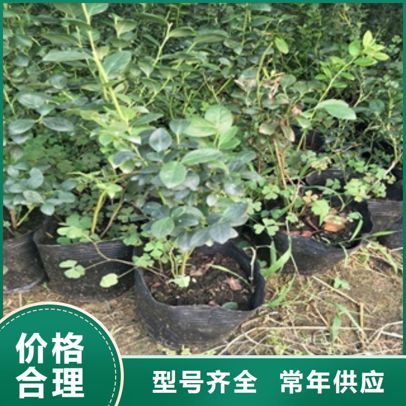 蓝莓苗核桃苗樱花苗长果桑树苗选择我们选择放心