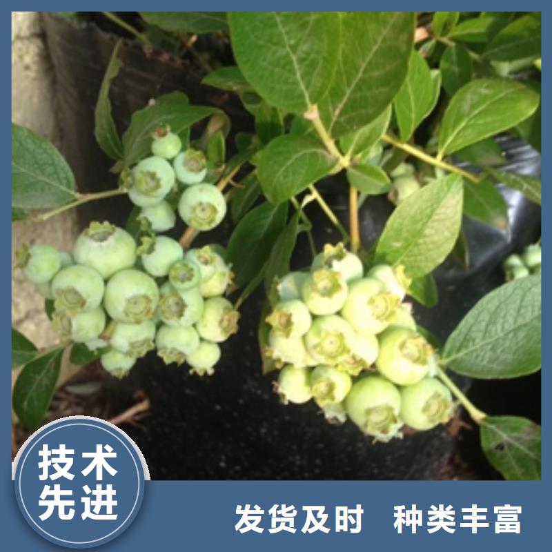 蓝莓苗生产安装