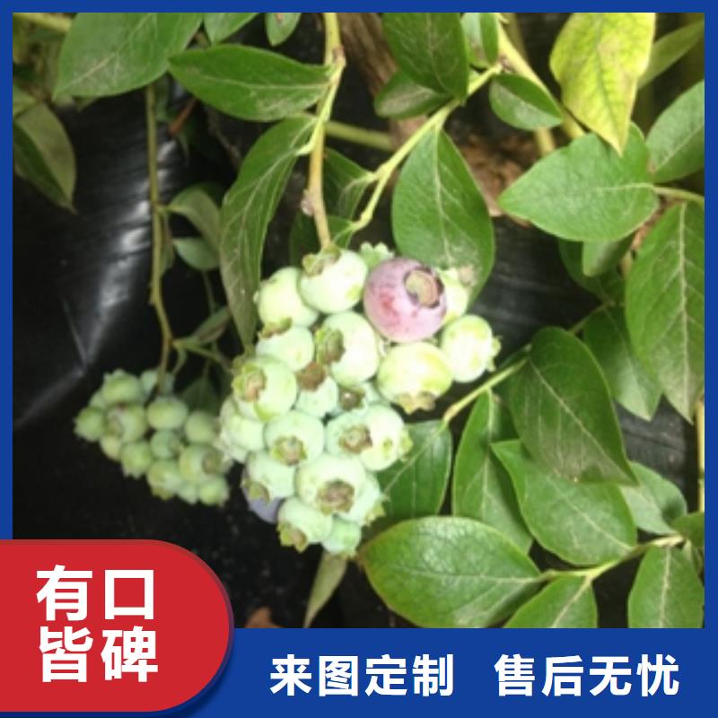 蓝莓苗,核桃苗樱花苗长果桑树苗源头工厂