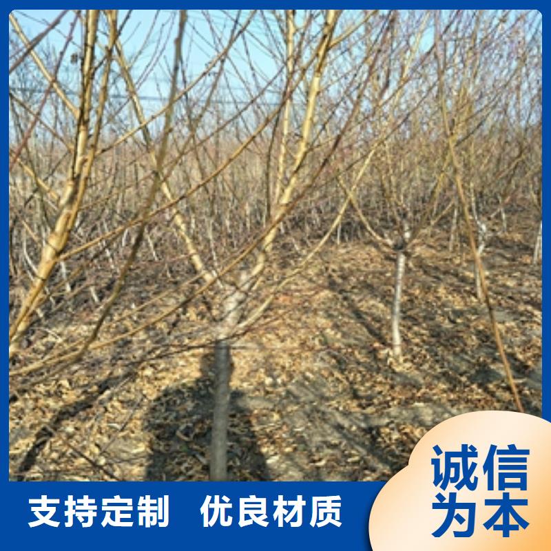 桃树,【泰山景松造型景松】国标检测放心购买