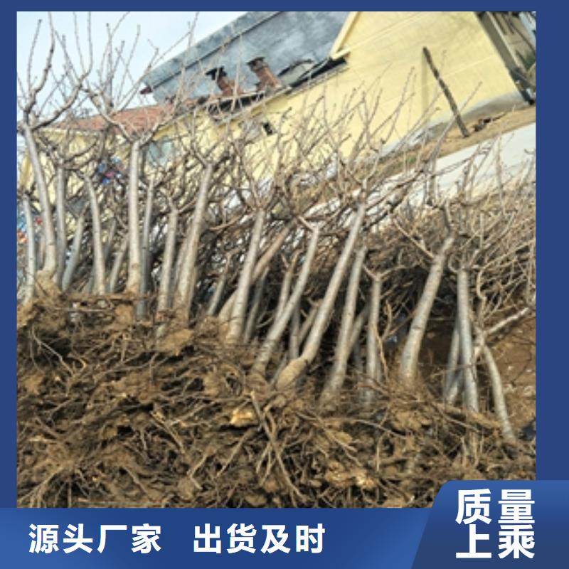 桃树核桃苗樱花苗长果桑树苗细节决定成败