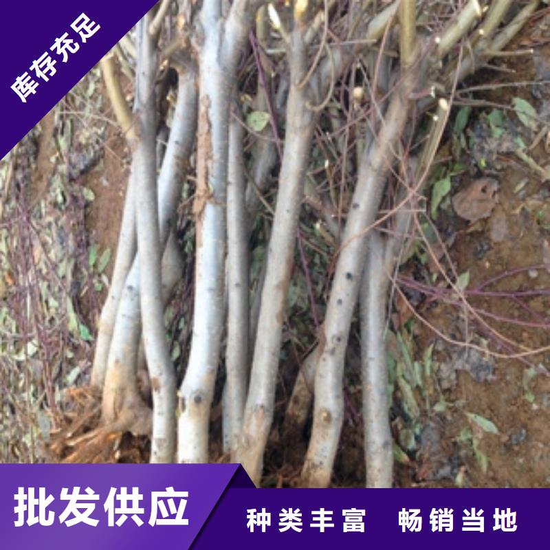 桃树蓝莓苗把实惠留给您