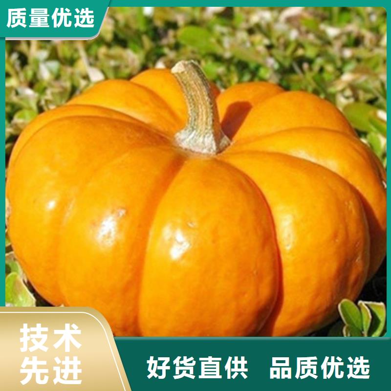 <甘南> 无皮南瓜粒全国发货