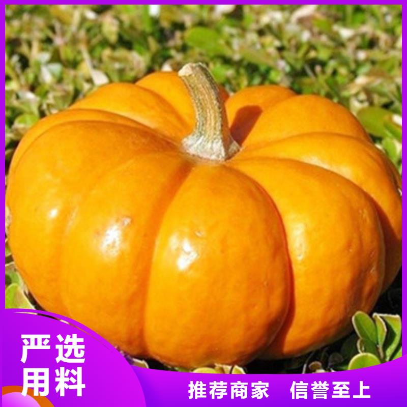 甘南(当地)无皮南瓜粒全国发货