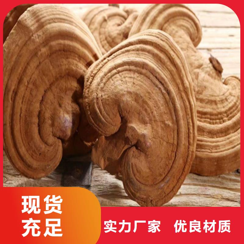 商丘 灵芝切片现货报价