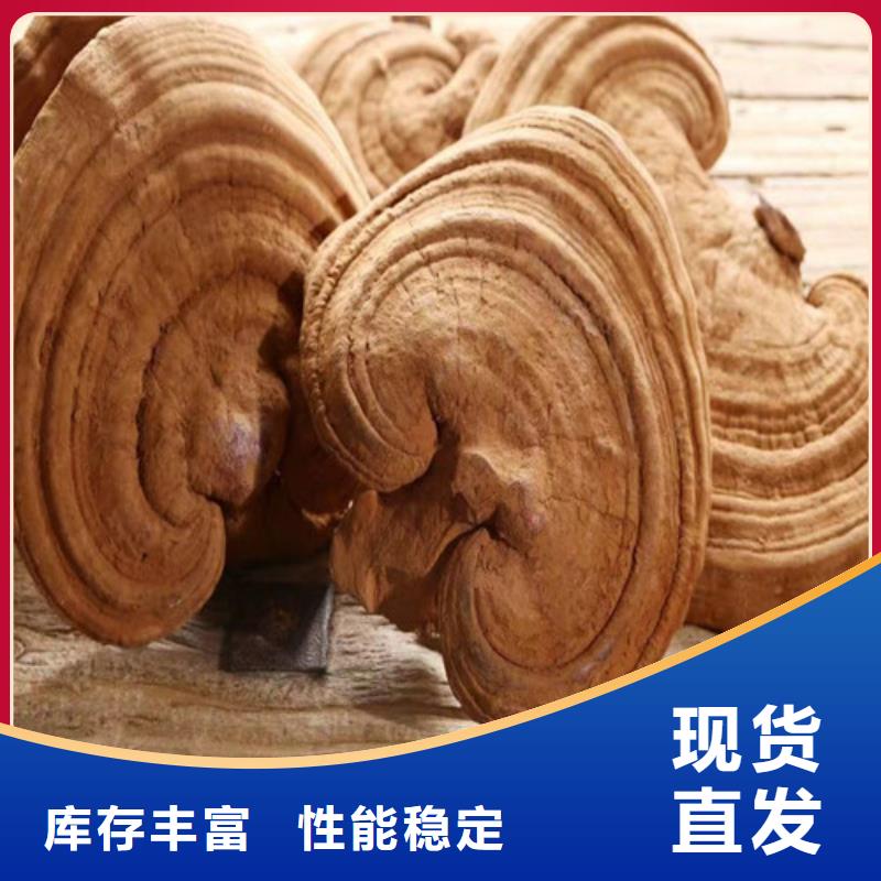 四平公主岭 本地 卖紫灵芝的公司