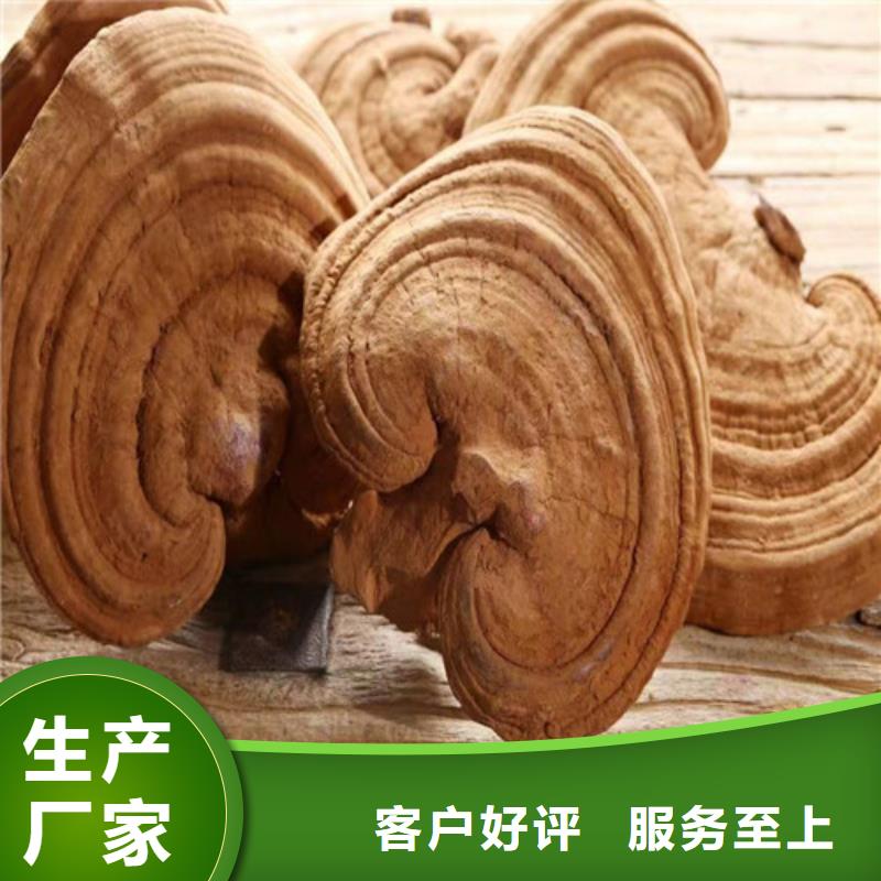 推荐:安康汉阴(本地)灵芝孢子油厂家批发