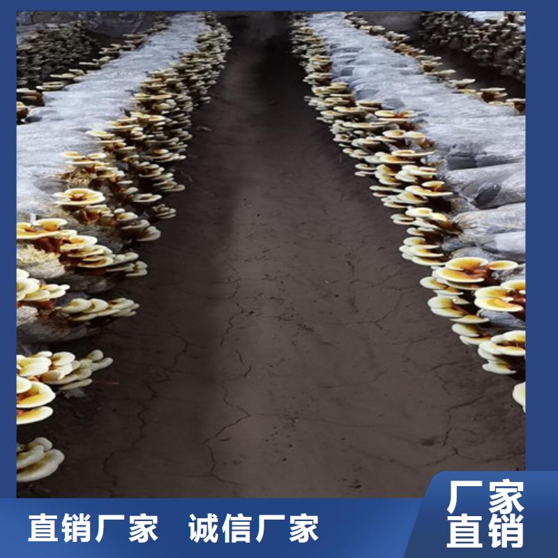 <九江>(当地)赤灵芝基地