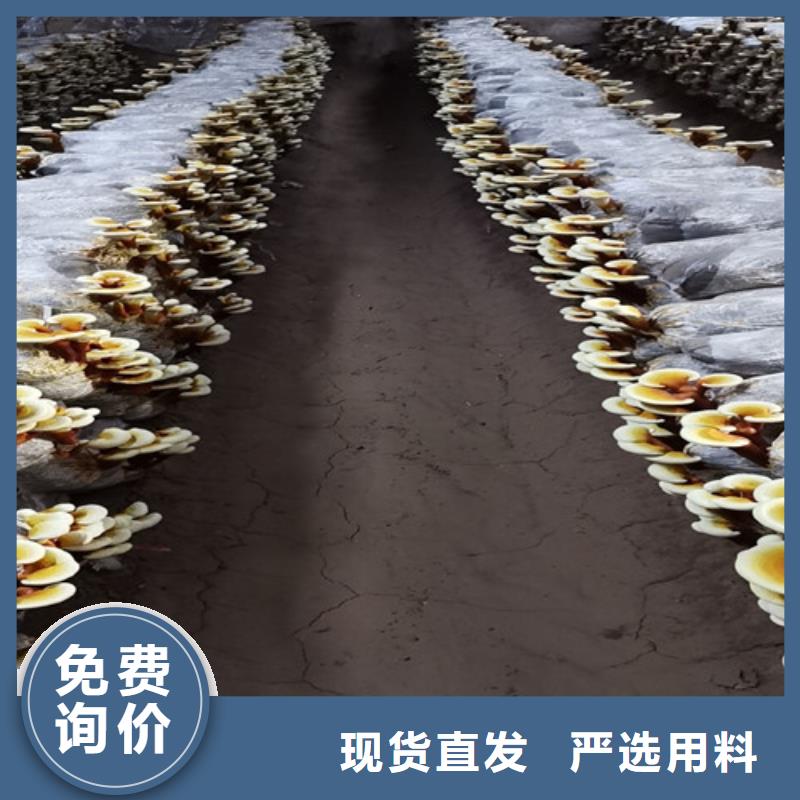 唐山【本地】灵芝孢子粉基地