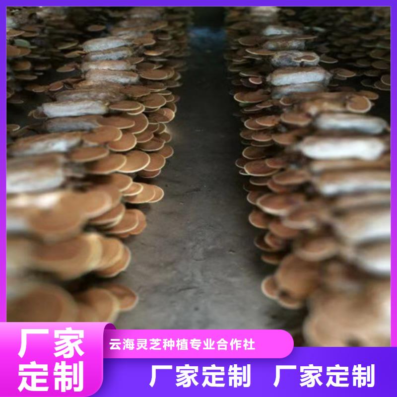 四平公主岭 本地 卖紫灵芝的公司