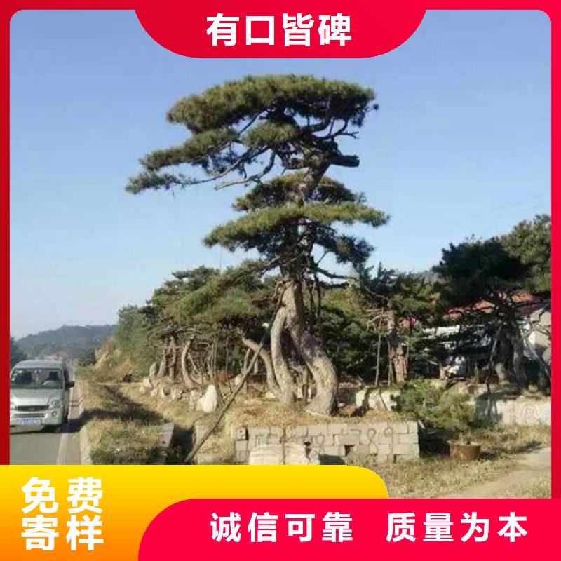 造型松_古桩品质保证