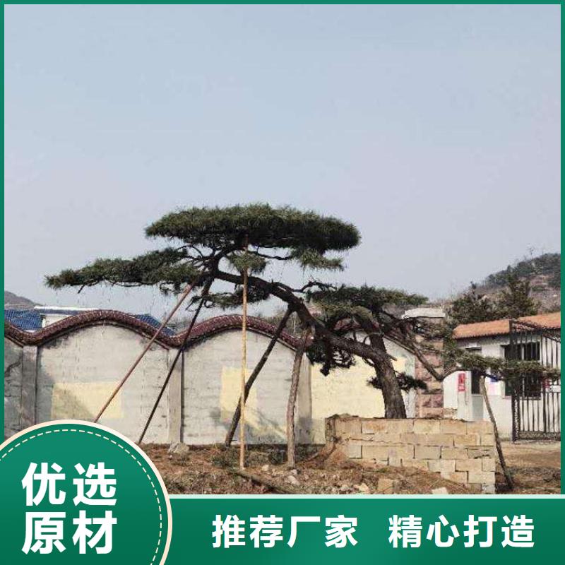 造型松盆景精品选购