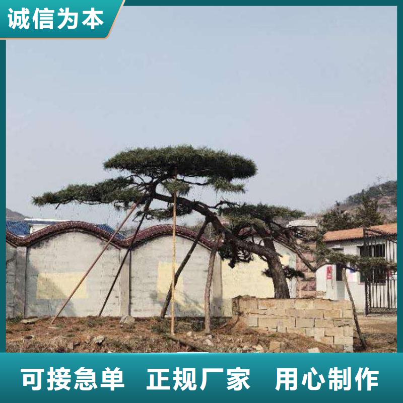 造型松,迎客松用心制造