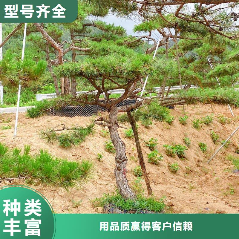 【造型松造型松基地每个细节都严格把关】