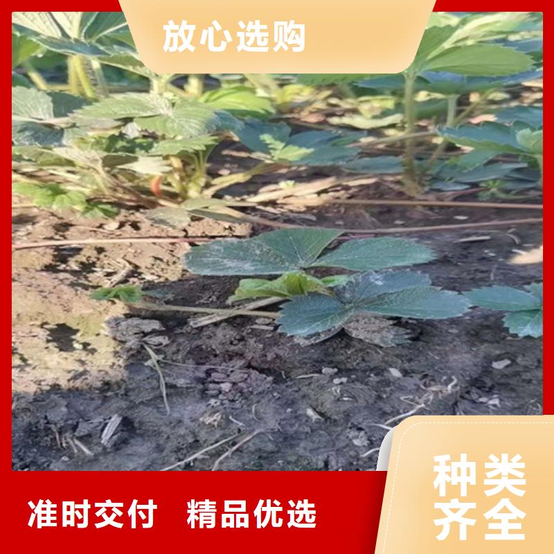 【草莓苗葡萄苗批发商】