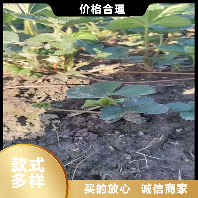 草莓苗葡萄苗诚信商家