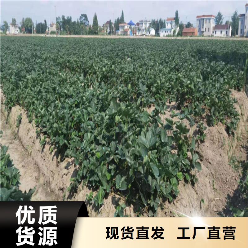 草莓苗蟠桃苗支持非标定制