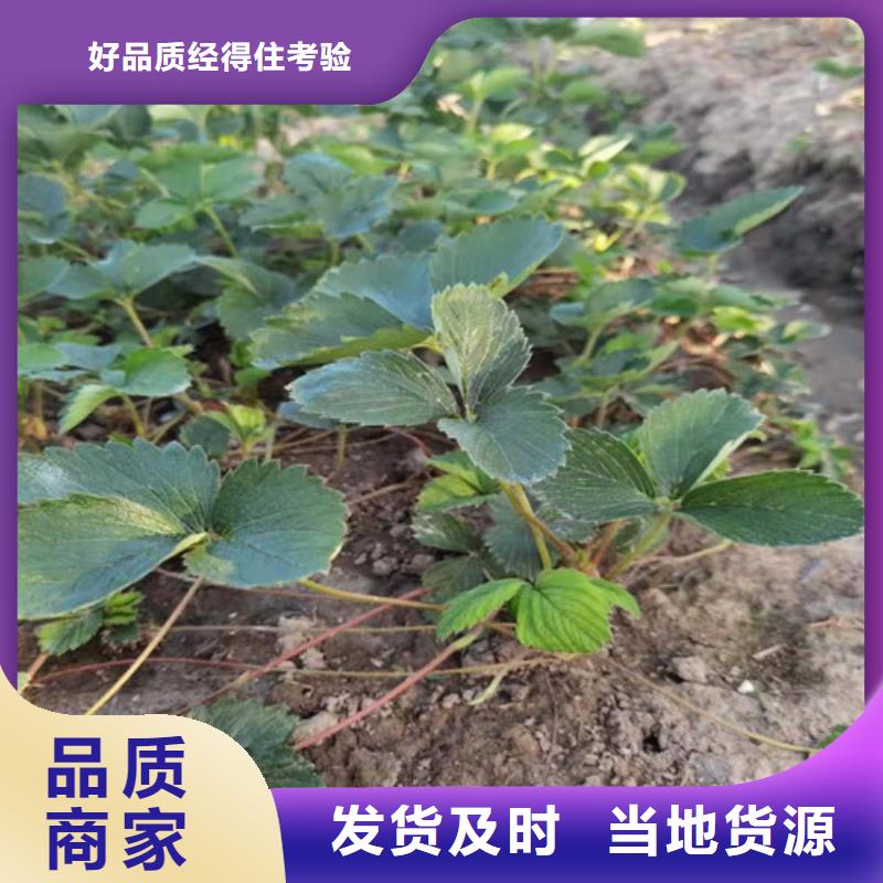 草莓苗【苹果苗粘木】制造厂家