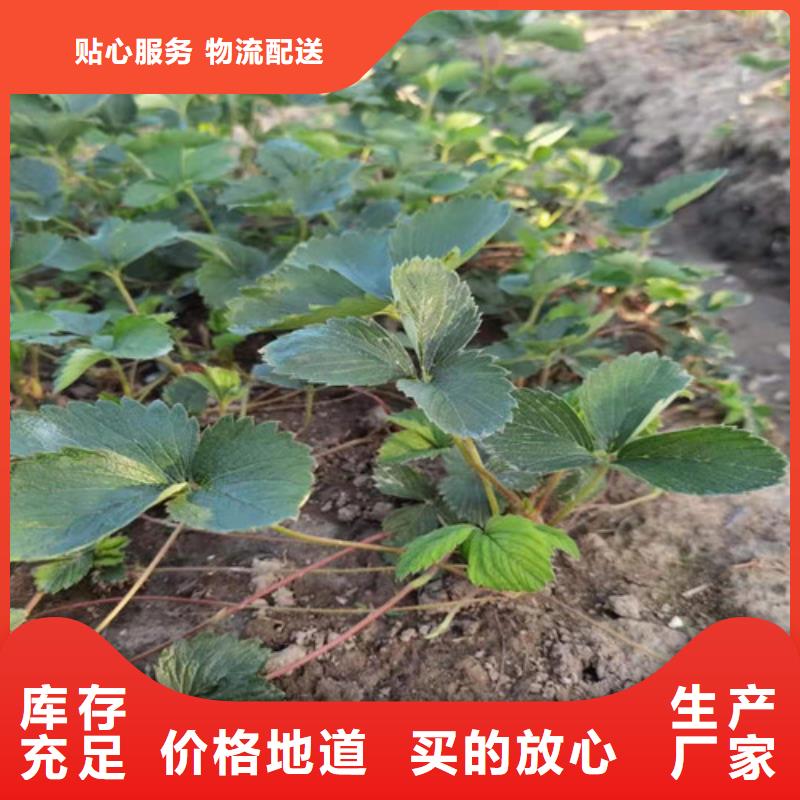 【草莓苗】_无花果苗敢与同行比服务