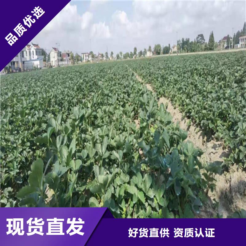 【草莓苗】_无花果苗敢与同行比服务