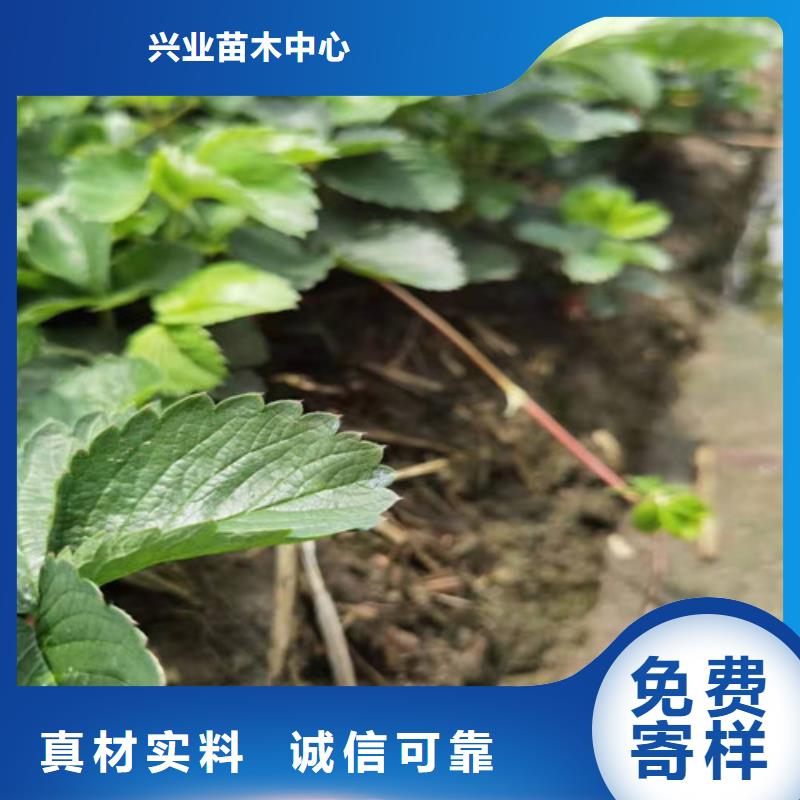 【草莓苗葡萄苗批发商】