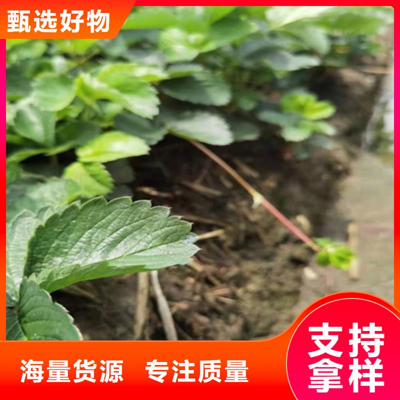 草莓苗【苹果树苗】精心推荐