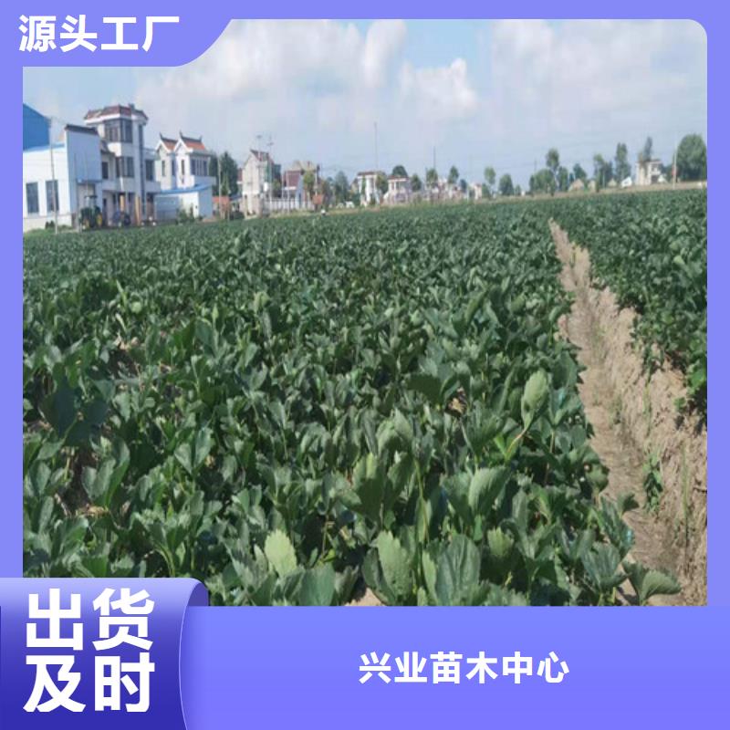 草莓苗,【蓝莓苗】品牌大厂家