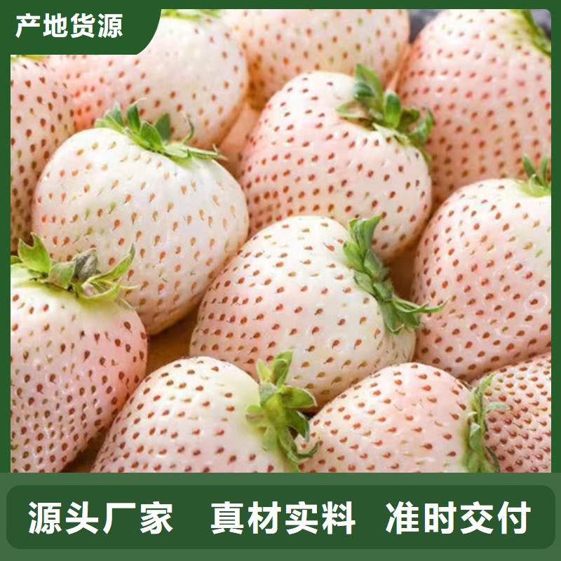 草莓苗,桃树苗用心做好每一件产品