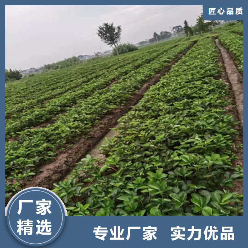 草莓苗【苹果苗】保质保量