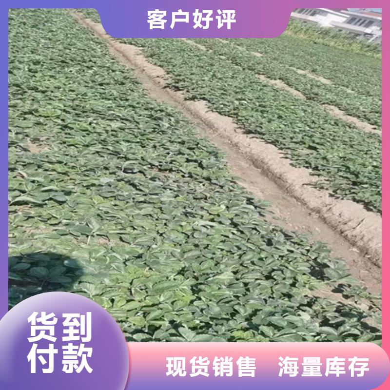 草莓苗木瓜海棠苗价格透明