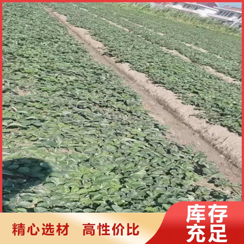 草莓苗梨树苗实力厂商