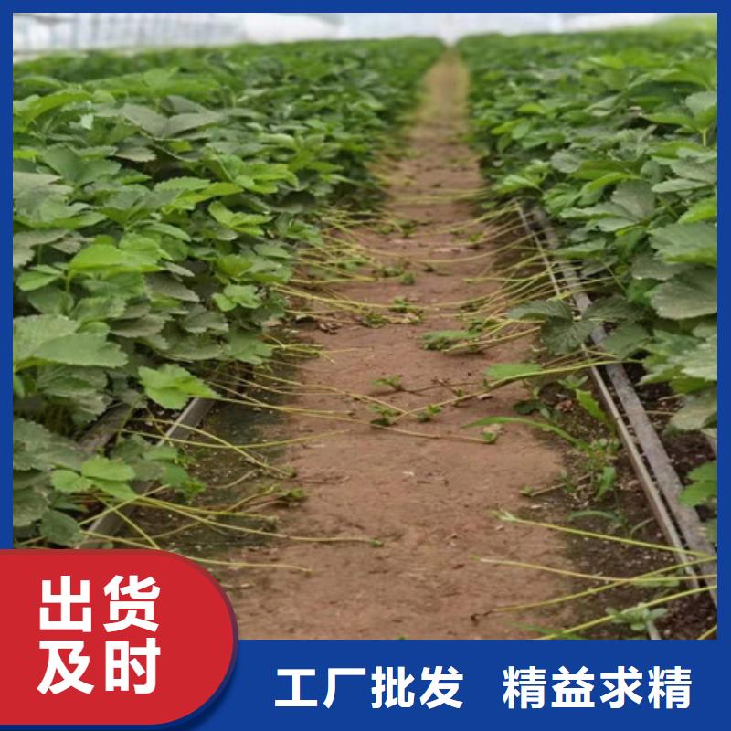 草莓苗蟠桃苗支持非标定制