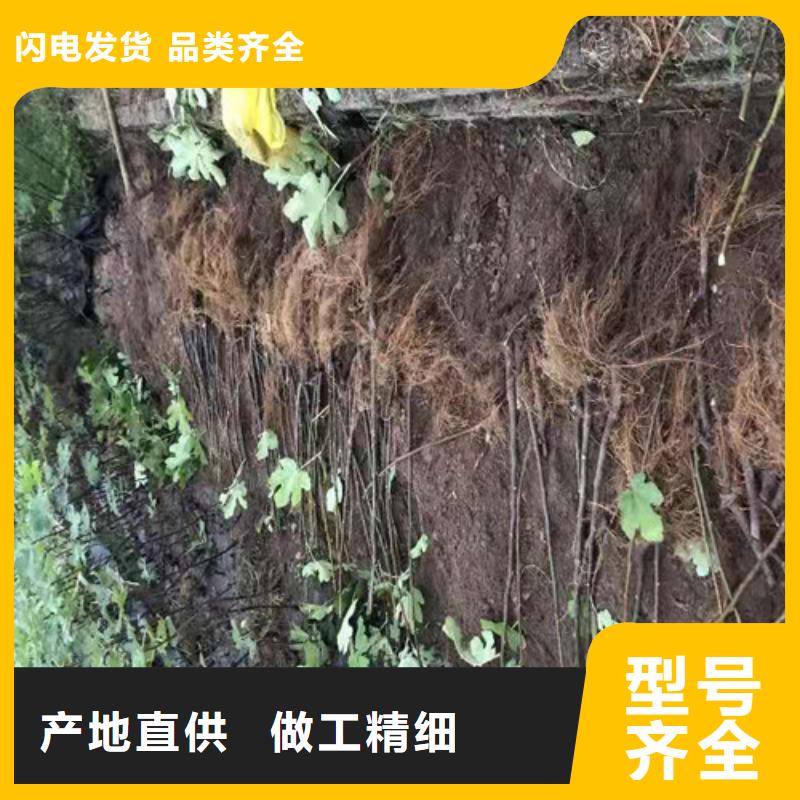 无花果大棚草莓苗满足您多种采购需求