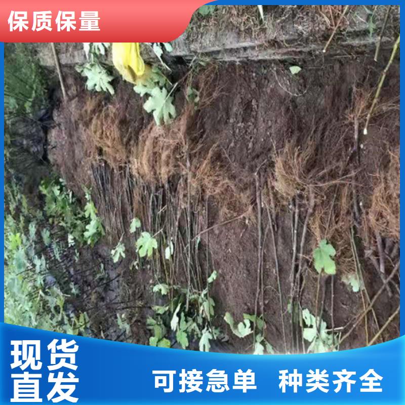 无花果,大棚草莓苗多年行业经验