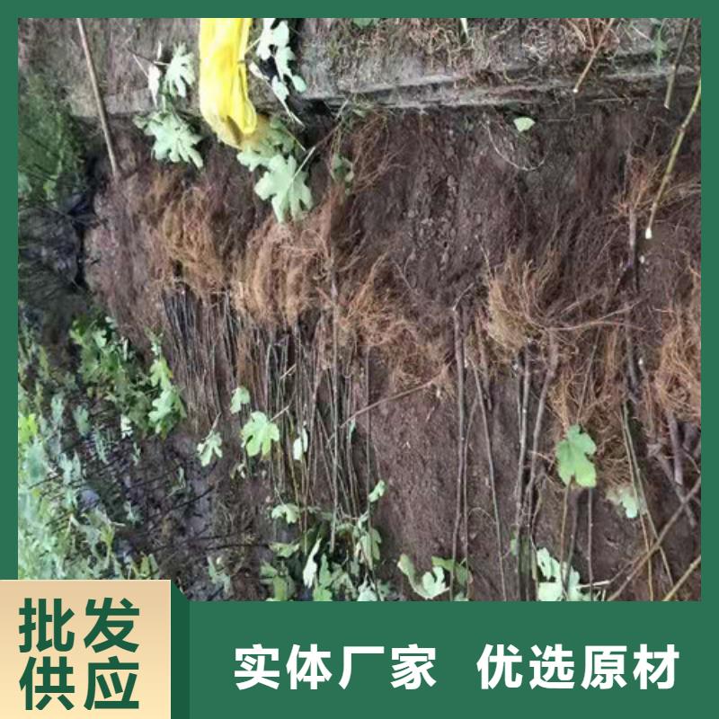 无花果蓝莓苗品种全