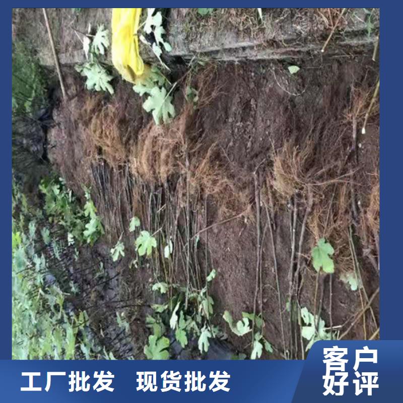 无花果-大棚草莓苗全品类现货