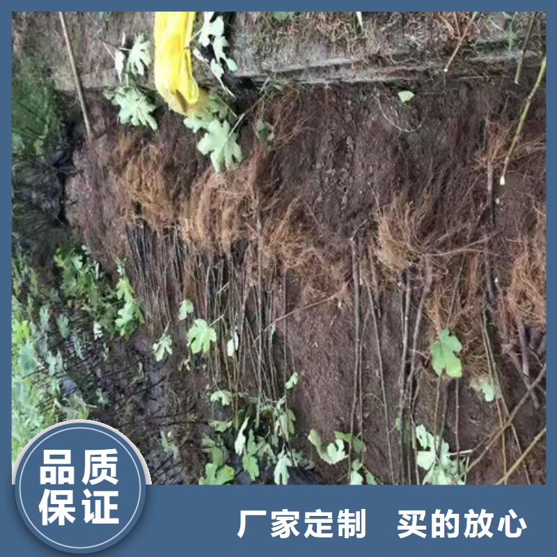 无花果-大棚草莓苗全品类现货