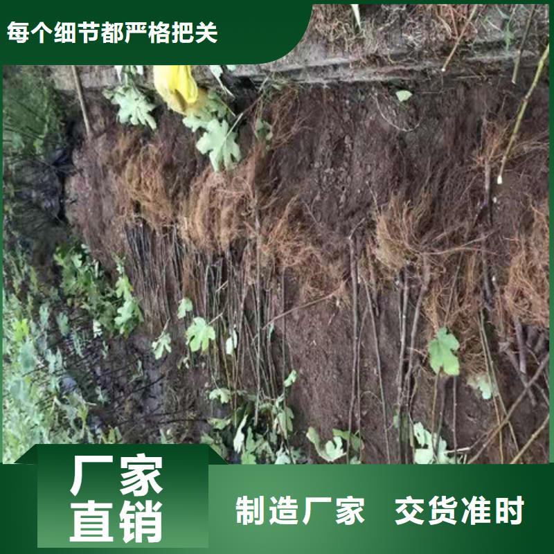 无花果无花果苗定制不额外收费